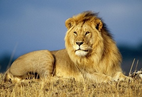 ���, �������� �����, ��������� �������