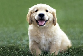 ��������� ��������, ������� �����, ������ �� ���� ����