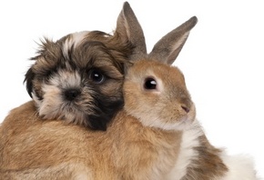 ������, ������, �������