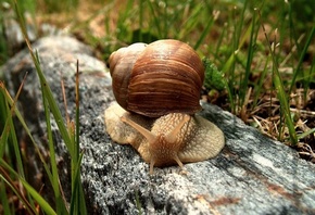 ������, �������, �����, ������