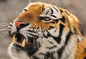 ����, ������ �����, ���� �����