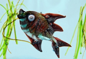 декоративная рыбка, бардового цвета, милый глазик