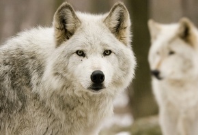 ����������� ������, ����� �����, �������� ����