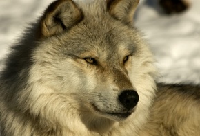 ����, ����� ����, ����� �����, ������ �����