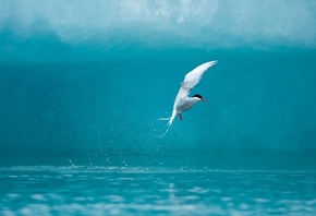 вода, небо, белая птичка