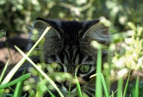 полосатый котик, большие глазки, лазит в траве