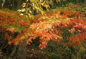 лес, свежий воздух, листва, красно зеленого цвета