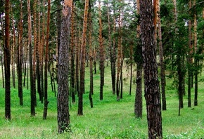 ��������� ����, ������� ������, ������ ������