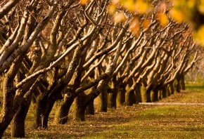 ����� ��������, ����� ������, ����