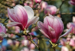 ������ ��������, ���� ������� ����������, �������