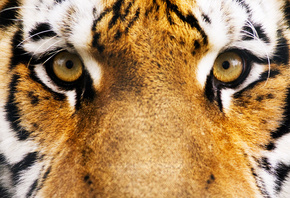 тигр, морда, взгляд, глаза в глаза
