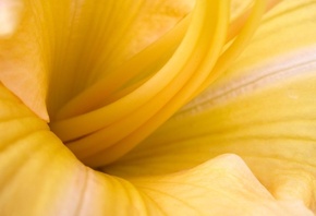 Макро, цветок, жёлтый, усики, внутри