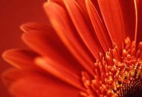 ��������, ������, �����, �����, �����