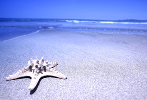 Морская звезда, песок, море, берег