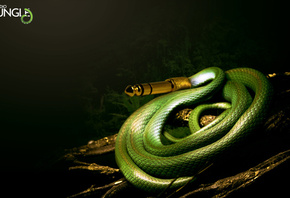 шланг, змея, зеленый цвет