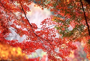 осенние краски, красный, желтый, багровый, зеленый, ветки деревьев, красиво