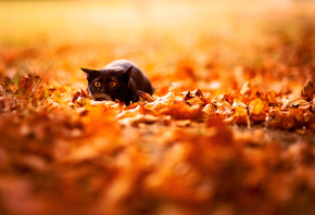 кот, напуганный, осень, листья, черный, природа, глазища