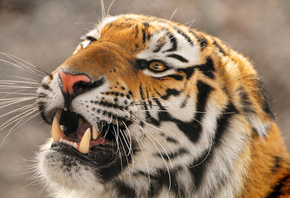 , , , panthera tigris altaica,  , ...
