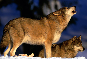 ����, �����, ���