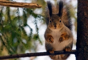 ���, �����, ������