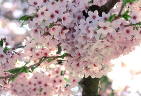 цветы, макро, ветка, Сакура, весна, цветение, дерево