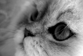 ����� ���, ���, �����-�����, �����, �����