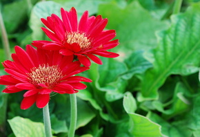 ��� ����� ������, �����