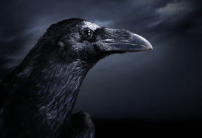 �����, ����, �����