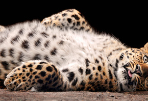 ������, �������, ��������