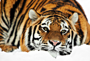 лежит, снег, Тигр, зима