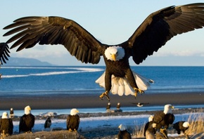 �����, ������, ����, �������, ����