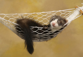 ����, �����, �����