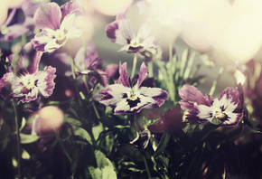 ������� ������, ����������, �����, ����, ����, �����