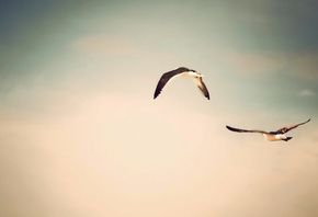 �������, ����, �����, �����, ����, ���, ����