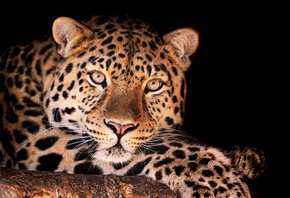 , magnificent leopard, 