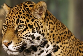, jaguar, , 