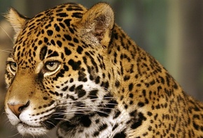 �����, jaguar, �����, �����