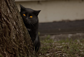 Кот, черный, смотрит, глаза, дерево
