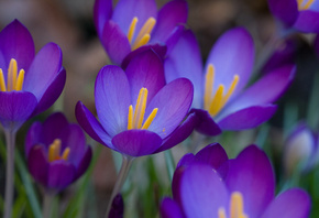 Крокусы, первоцвет, пурпурный, фиолетовый, весна, цветы, макро