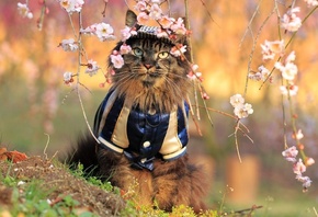 ���, �����, ������, ������, �����