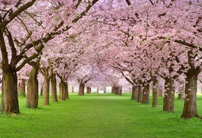 Spring blossom, , , , , , , 