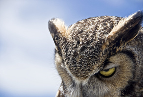 Great horned owl, , 