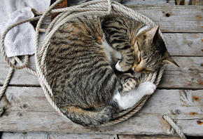 �����, ���, ����