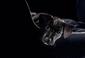 �����, ������, �����