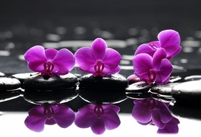 , , Spa, , , , purple flowers