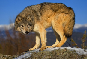 , Wolf, , 