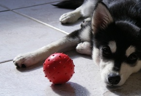 щенок, взгляд, пес, хаски, мяч, Собака, мячик