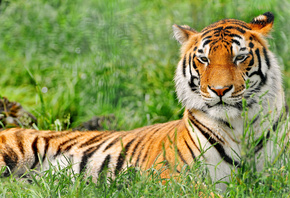 отдых, трава, Тигр