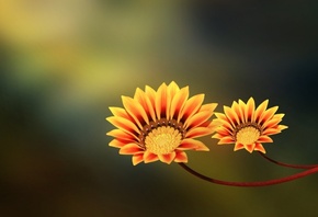 yellow, orange, two flowers, , 