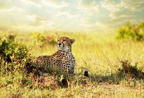 Cheetah, , , , , savanna, 